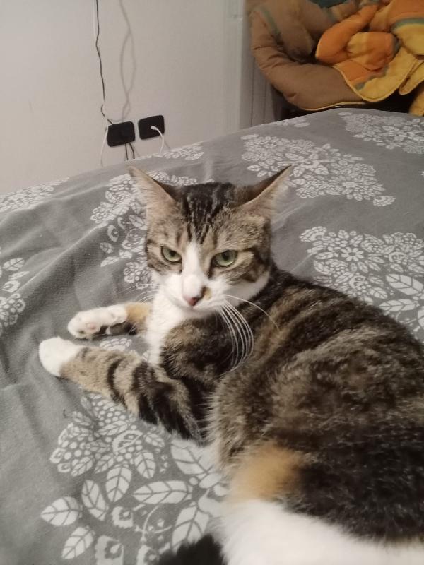 Zoe micia di un anno Foto 4